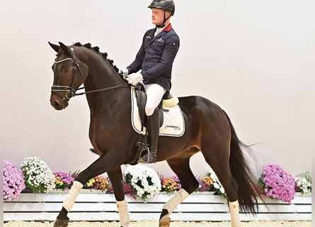 Oldenburger, Ruin, 3 Jaar, 170 cm, Donkerbruin