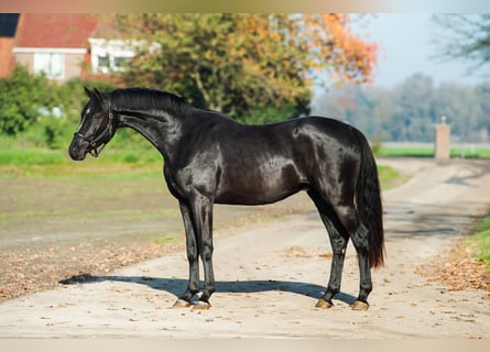 Oldenburger, Ruin, 3 Jaar, 170 cm, Donkere-vos