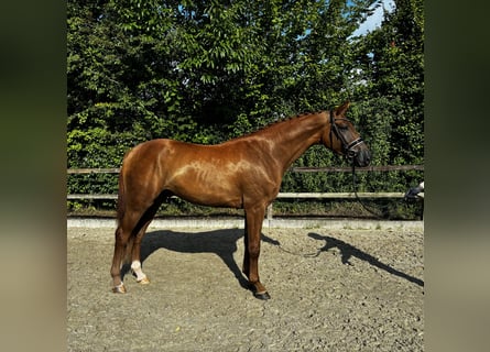 Oldenburger, Ruin, 3 Jaar, 171 cm, Vos