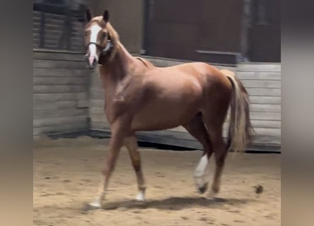 Oldenburger, Ruin, 3 Jaar, 171 cm, Vos
