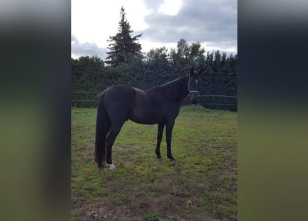 Oldenburger, Ruin, 3 Jaar, 178 cm, Zwartbruin