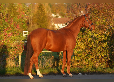 Oldenburger, Ruin, 4 Jaar, 160 cm, Vos