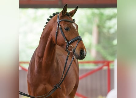Oldenburger, Ruin, 4 Jaar, 164 cm, Bruin