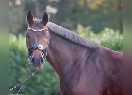 Oldenburger, Ruin, 4 Jaar, 165 cm, Bruin