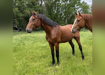 Oldenburger, Ruin, 4 Jaar, 165 cm, Bruin