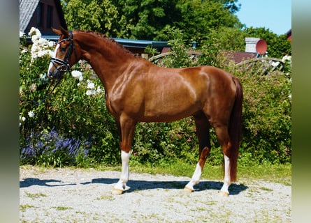 Oldenburger, Ruin, 4 Jaar, 165 cm, Donkere-vos