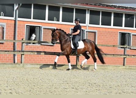 Oldenburger, Wallach, 4 Jahre, 166 cm, Dunkelbrauner