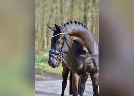 Oldenburger, Ruin, 4 Jaar, 166 cm, Zwartbruin