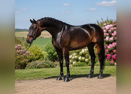 Oldenburger, Ruin, 4 Jaar, 167 cm, Bruin