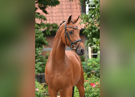 Oldenburger, Ruin, 4 Jaar, 168 cm, Bruin