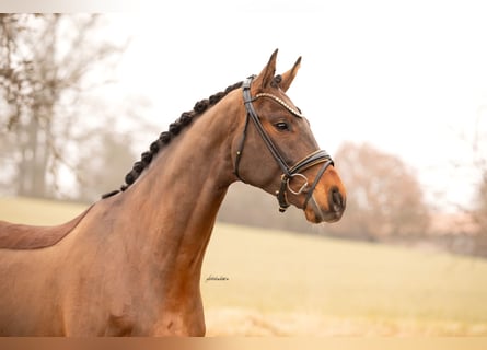 Oldenburger, Ruin, 4 Jaar, 168 cm, Bruin