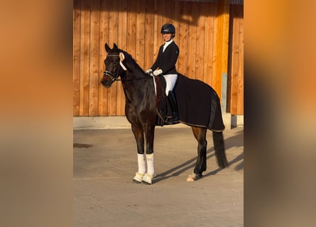 Oldenburger, Ruin, 4 Jaar, 169 cm, Bruin