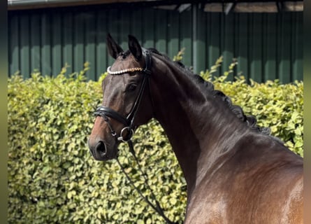 Oldenburger, Ruin, 4 Jaar, 169 cm, Bruin