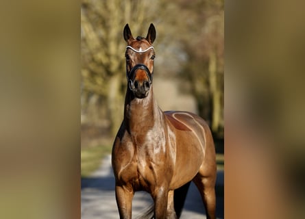 Oldenburger, Ruin, 4 Jaar, 170 cm, Bruin