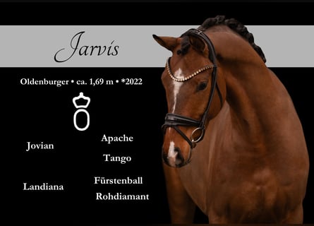 Oldenburger, Ruin, 4 Jaar, 170 cm, Bruin