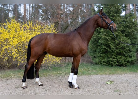 Oldenburger, Ruin, 4 Jaar, 170 cm, Bruin