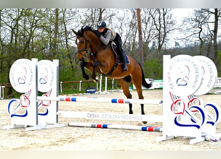 Oldenburger, Ruin, 4 Jaar, 170 cm, Bruin