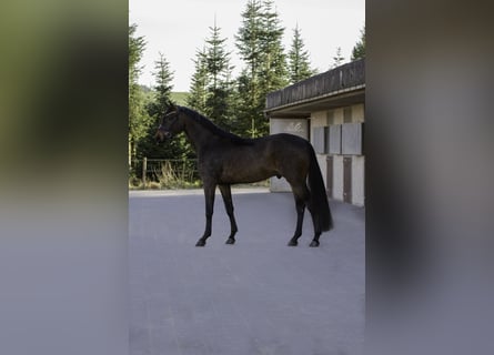 Oldenburger, Ruin, 4 Jaar, 170 cm, Donkerbruin