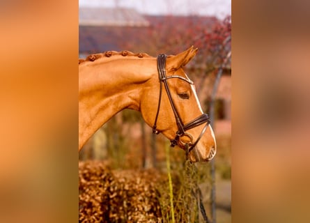 Oldenburger, Ruin, 4 Jaar, 170 cm, Vos