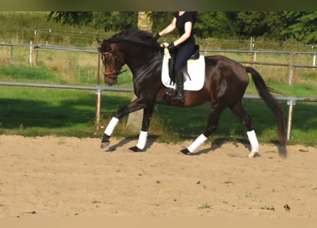 Oldenburger, Ruin, 4 Jaar, 171 cm, Bruin