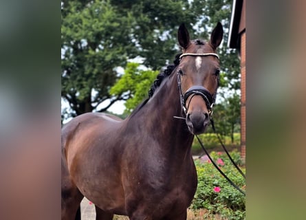 Oldenburger, Ruin, 4 Jaar, 171 cm, Bruin