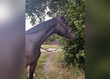 Oldenburger, Ruin, 4 Jaar, 171 cm, Donkerbruin