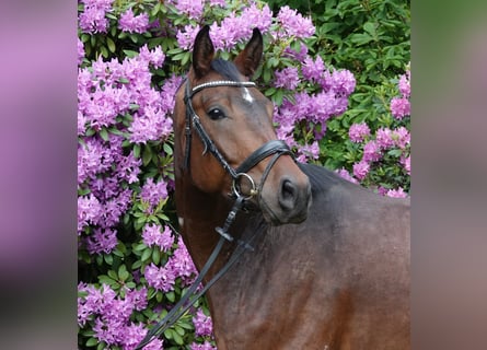 Oldenburger, Ruin, 4 Jaar, 171 cm, Donkerbruin