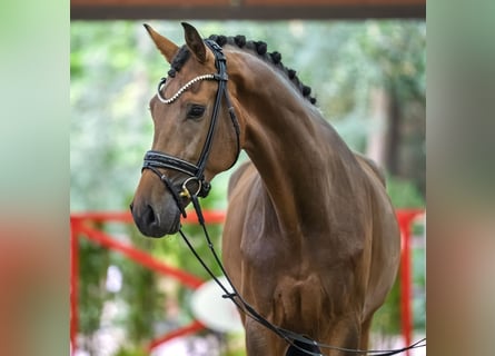 Oldenburger, Ruin, 4 Jaar, 172 cm, Bruin