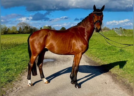 Oldenburger, Ruin, 4 Jaar, 173 cm, Bruin