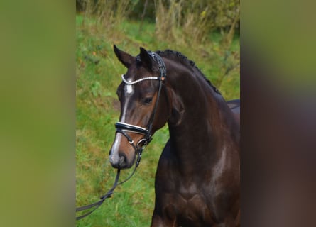 Oldenburger, Ruin, 4 Jaar, 173 cm, Donkerbruin