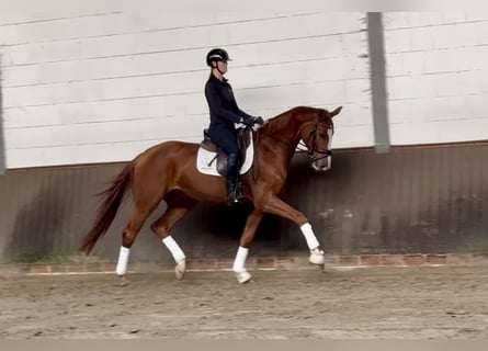 Oldenburger, Ruin, 4 Jaar, 173 cm, Donkere-vos