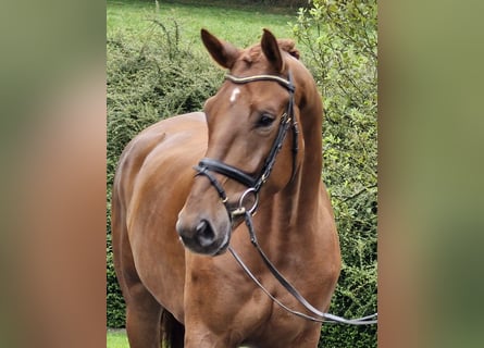 Oldenburger, Wallach, 4 Jahre, 180 cm, Fuchs