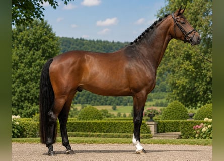 Oldenburger, Ruin, 5 Jaar, 164 cm, Donkerbruin
