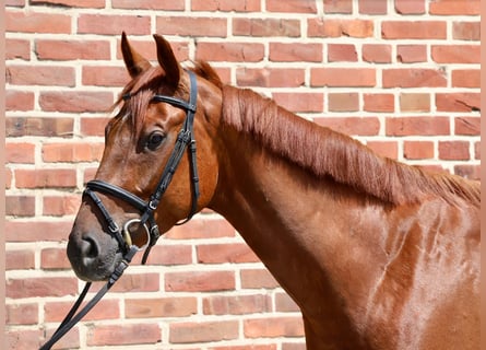 Oldenburger, Ruin, 5 Jaar, 164 cm, Vos