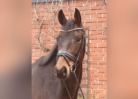 Oldenburger, Ruin, 5 Jaar, 165 cm, Bruin