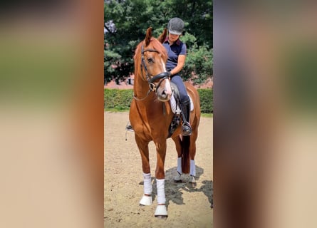 Oldenburger, Ruin, 5 Jaar, 168 cm, Donkere-vos