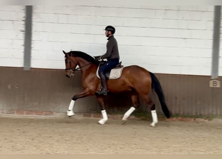Oldenburger, Ruin, 5 Jaar, 169 cm, Bruin