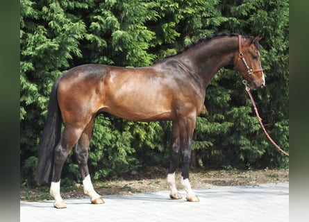 Oldenburger, Wallach, 5 Jahre, 169 cm, Rotbrauner