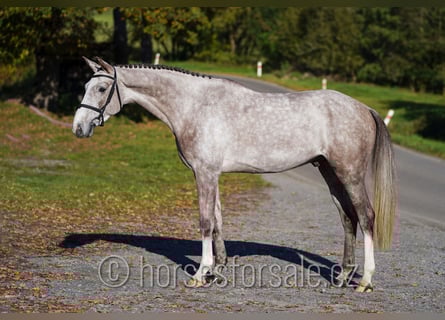 Oldenburger, Ruin, 5 Jaar, 169 cm, Schimmel