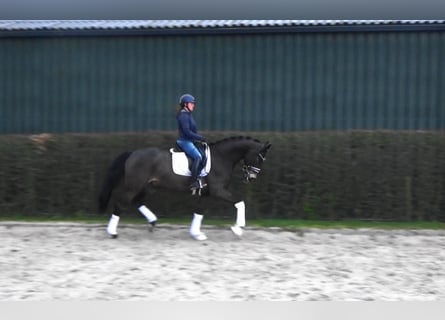 Oldenburger, Ruin, 5 Jaar, 171 cm, Donkerbruin