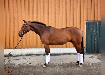 Oldenburger, Ruin, 5 Jaar, 172 cm, Bruin