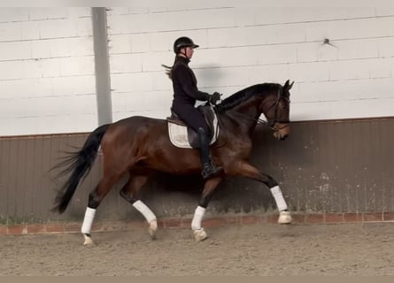 Oldenburger, Ruin, 5 Jaar, 174 cm, Bruin