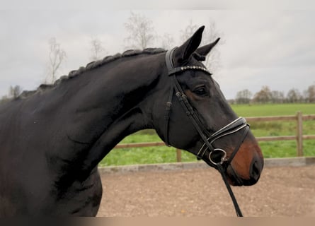 Oldenburger, Ruin, 5 Jaar, 176 cm, Donkerbruin
