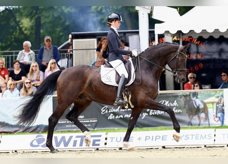 Oldenburger, Wallach, 5 Jahre, 176 cm, Schwarzbrauner