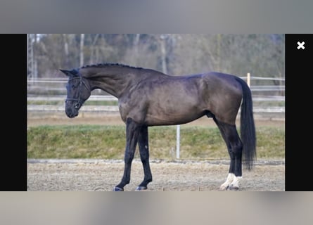 Oldenburger, Ruin, 5 Jaar, 182 cm, Zwart