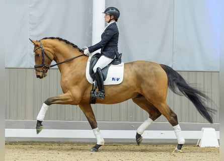 Oldenburger, Ruin, 5 Jaar, Bruin