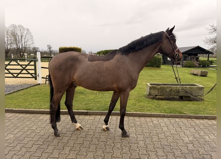 Oldenburger, Ruin, 6 Jaar, 170 cm