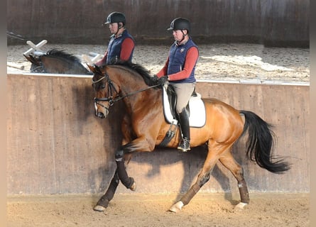 Oldenburger, Ruin, 6 Jaar, 172 cm, Bruin