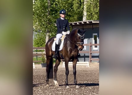 Oldenburger, Ruin, 6 Jaar, 173 cm, Donkerbruin