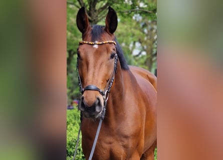 Oldenburger, Ruin, 6 Jaar, 174 cm, Bruin